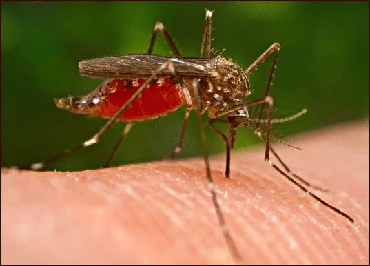 Malaria1