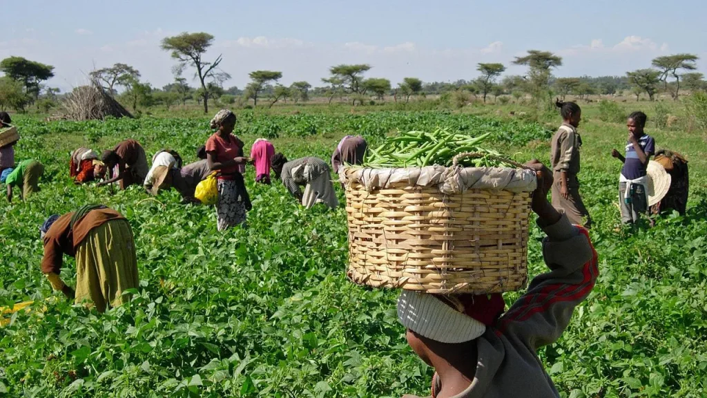 Agricultural Production