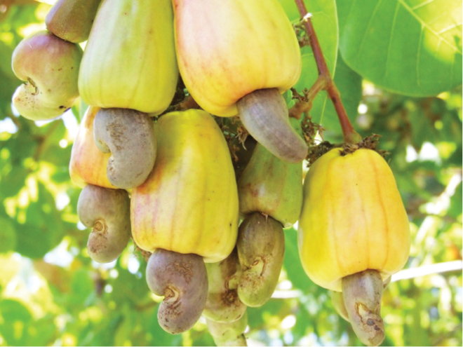 Cashew