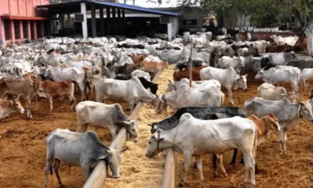 Cattle Markets