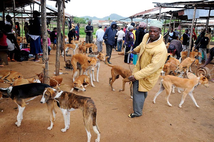 Dog Market Nigeria The News Nigeria