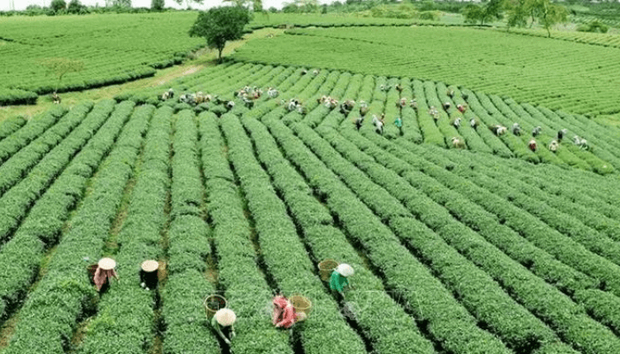 Green Agriculture