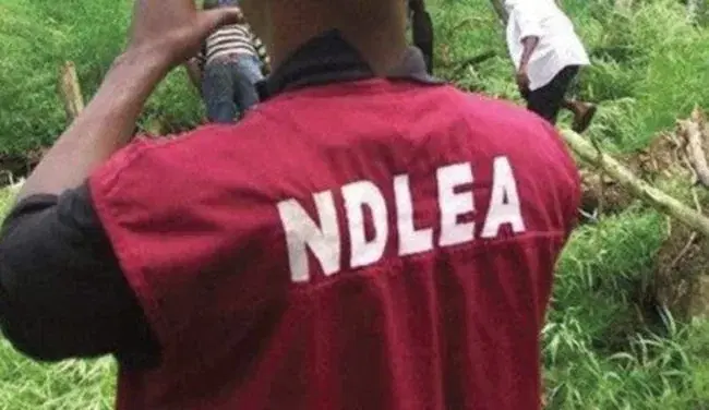 Ndlea Uncovers Large Farm Of Marijuana In Kano E1637501727420