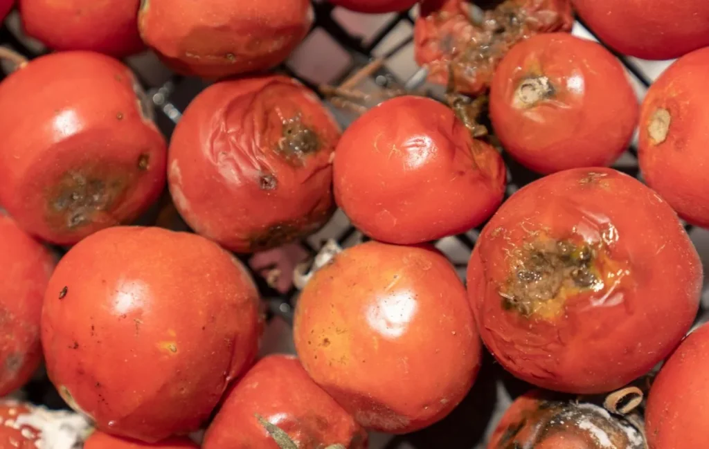 Rotten Tomatoes