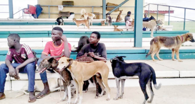 Some Of The Dogs Vaccinated In Abuja