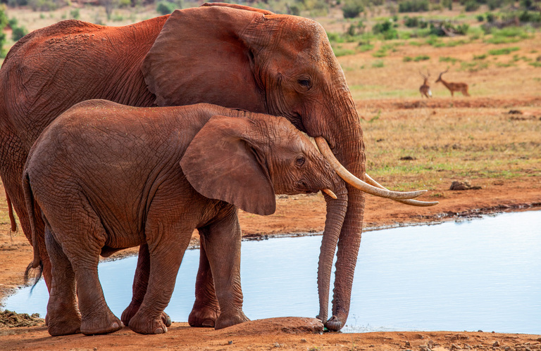 Wildlife
