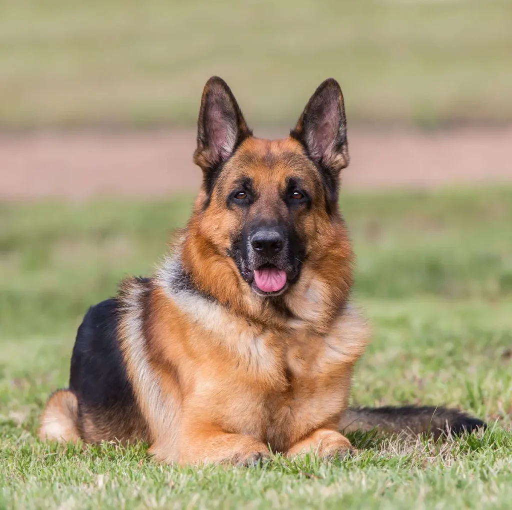 Best Guard Dogs 1650302456