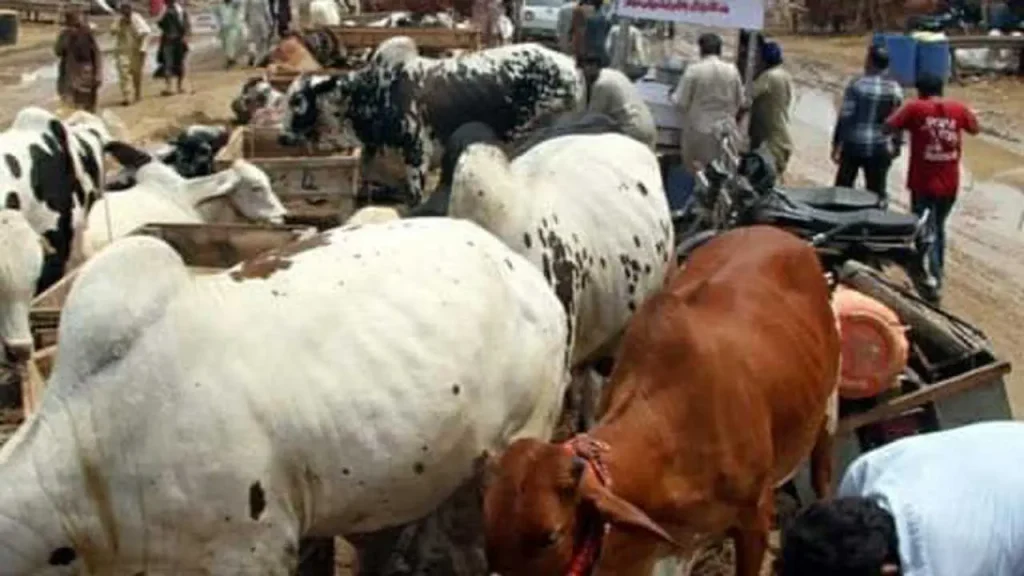 Cattle Market