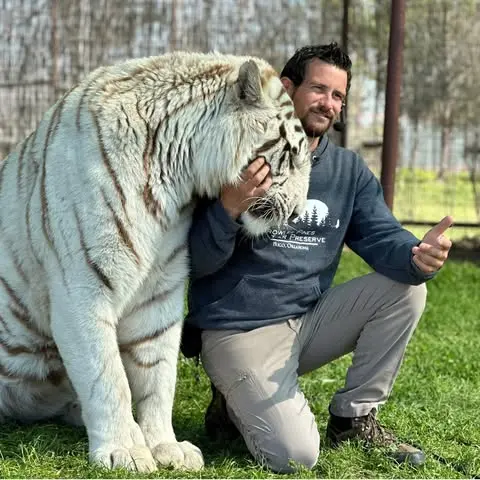 Killed Yesterday Tiger Owned Roadside 111909397 1758531202