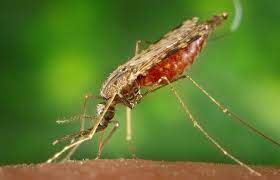 New Mosquito Specie Threatens Nigeria Others In Malaria Fight Who