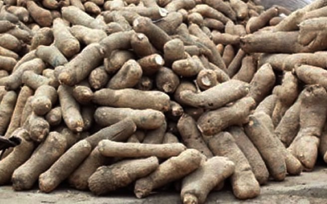 Tubers Of Yam