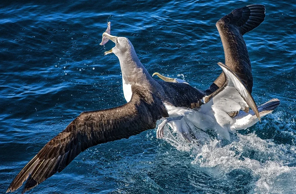 Two Albatrosses Fighting Food Ocean Wellington Harbour New Zealand