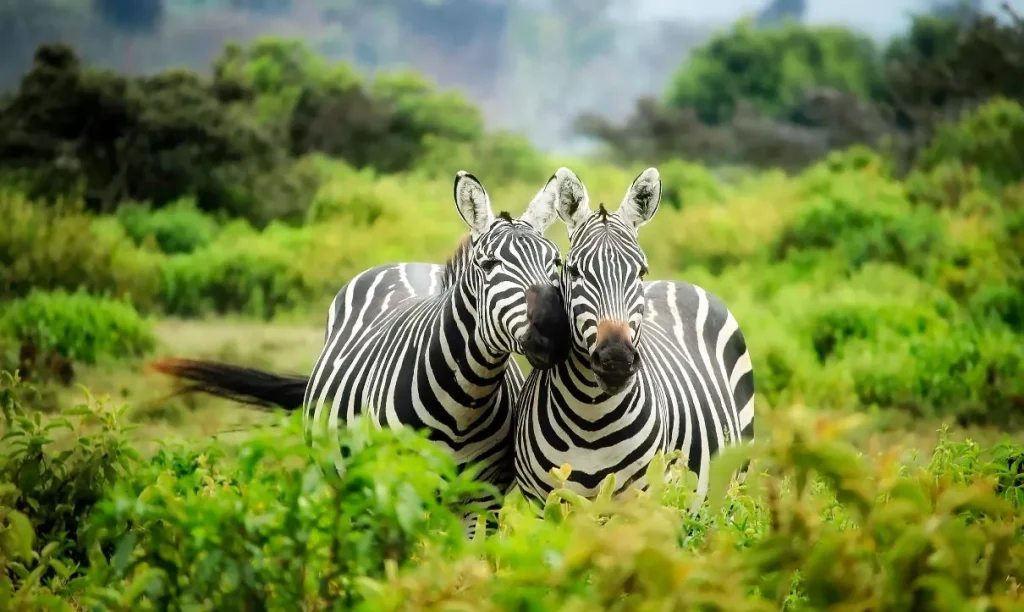 Wildlife Reserve