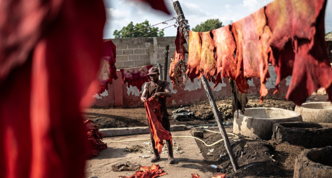 A Tanner Shakes A Dyed Skin Before Putting It To Dry On Ropes At The Majema Traditional Tannery In K