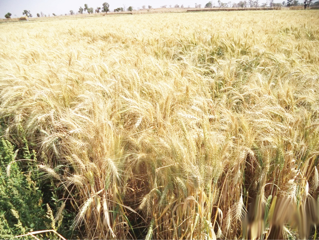 A Wheat Farm Before The Last Harvest