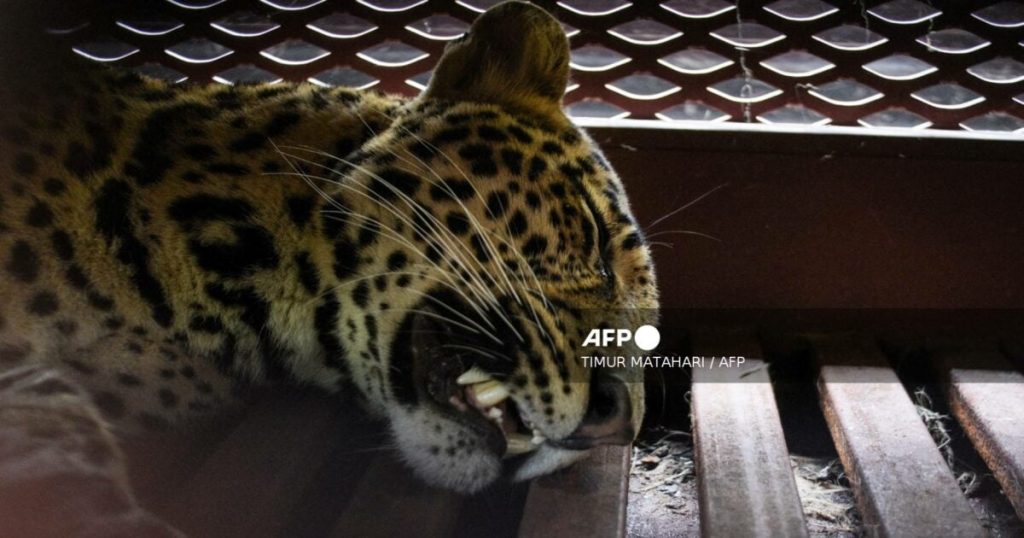 Afp 20251006 77U336J V2 Mockup Indonesiaenvironmentleopardhotel 1200X630 1