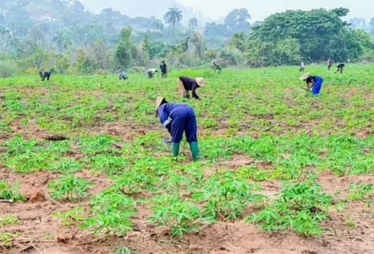 Agbeyewa Farm