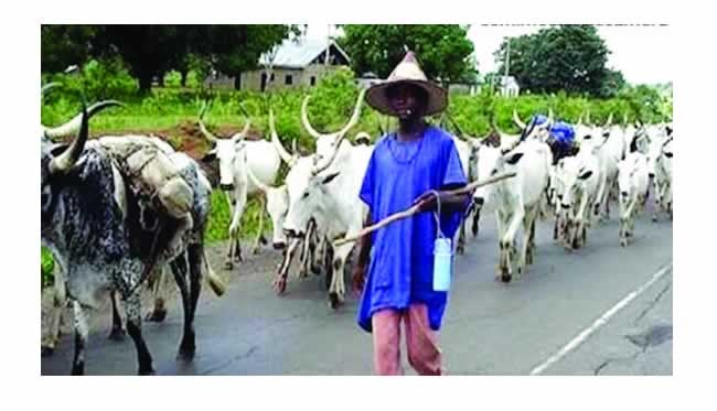Anambra Herdsman1 Anambra Herdsman1
