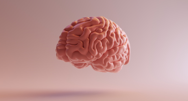 Brain