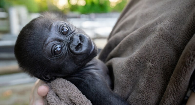Baby Gorilla.photo By Zoo.org