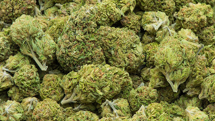 Cannabis