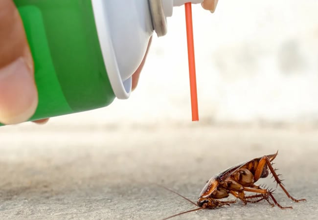 Cockroach
