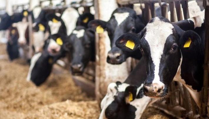 Dairy Animal Feed Dairy Animal Feed