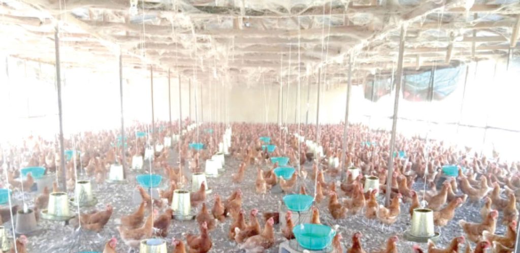 Day Old Chick Shortage Drives Up Prices For Smallholder Farmers
