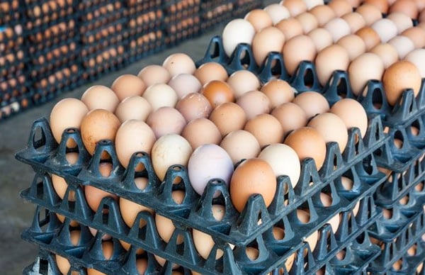 Eggs 2