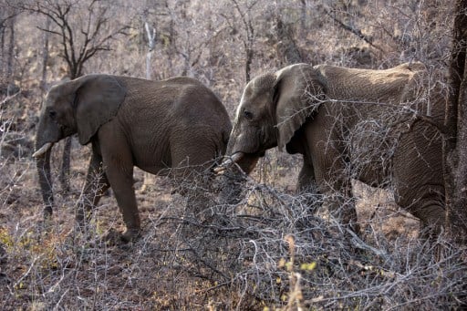 Elephants