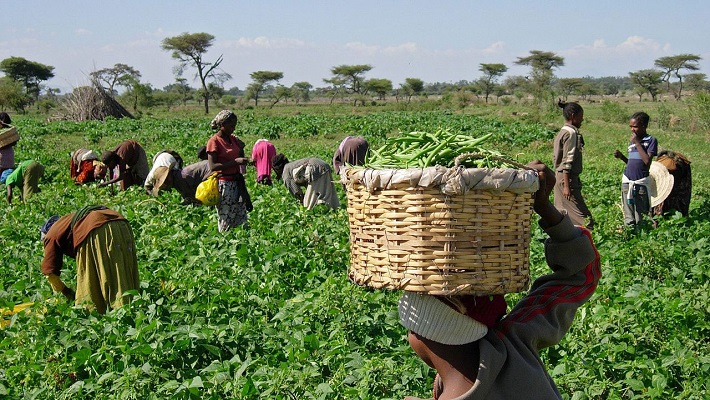 Farmers Used To Illustrate Story