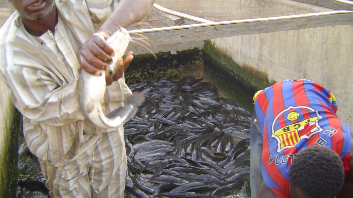 Fish Farming Fish Farming