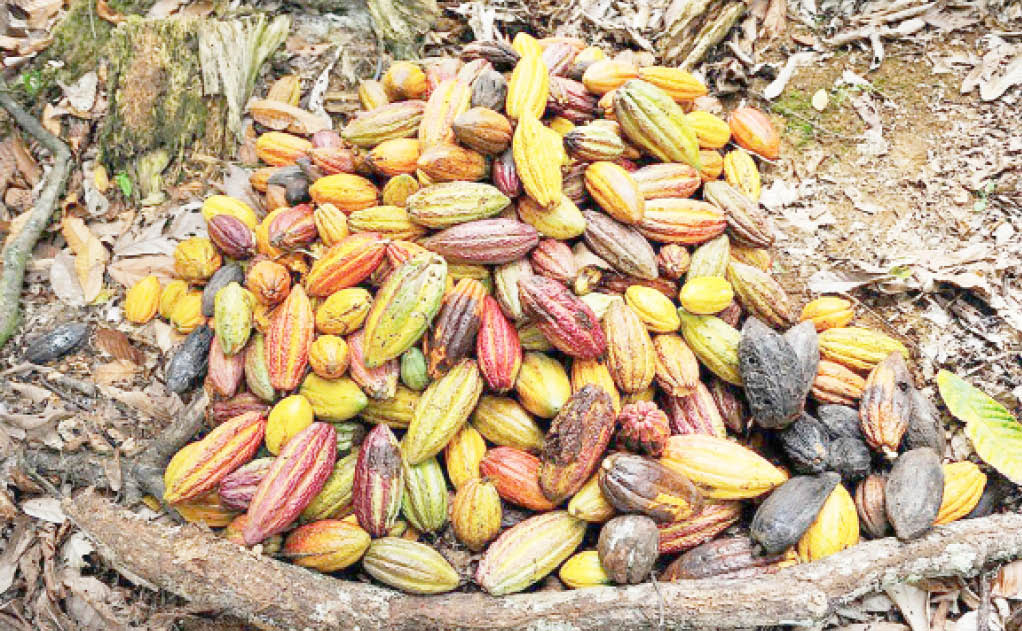 Harvested Cocoa