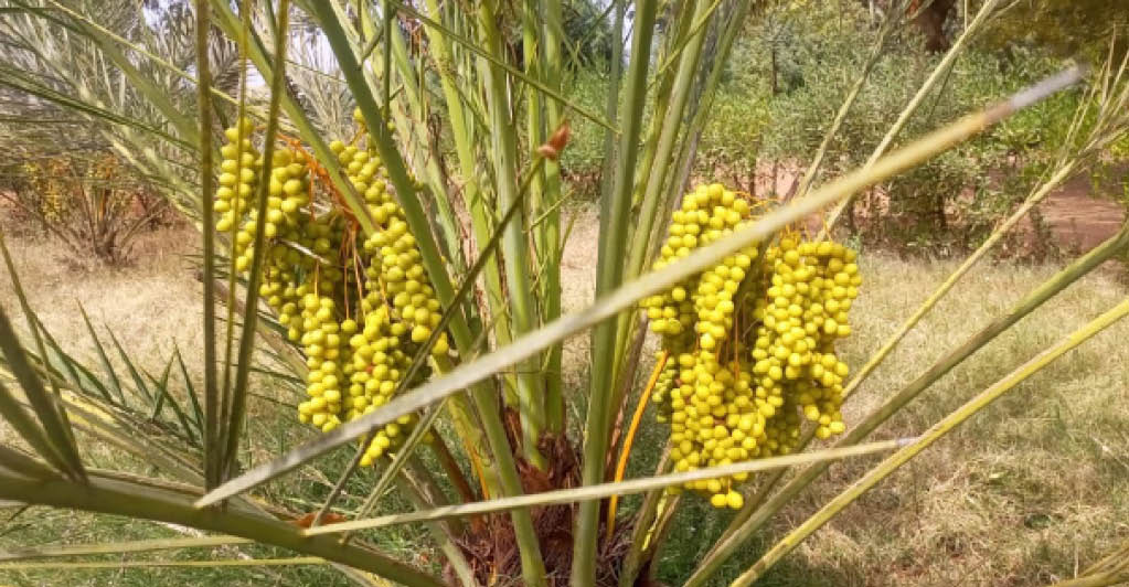 High Yielding Date Palm Variety Given To Farmers In Jigawa