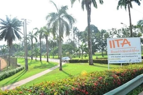 Iita 2 Iita 2