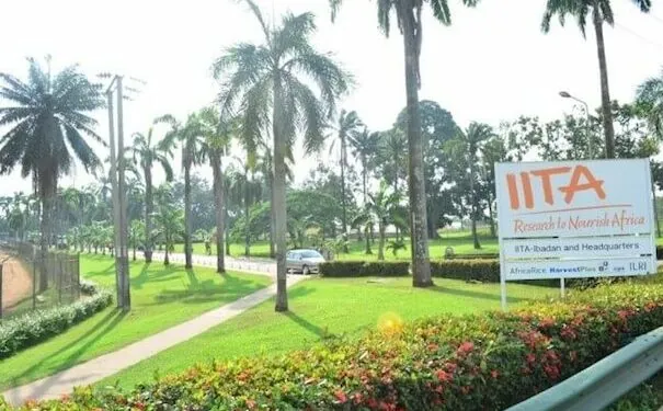 Iita 605X375 1