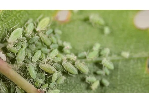 Investigating Common Pests And Diseases During The Rainy Season