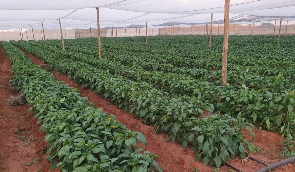 Irrigation Farmland 1080X630 1