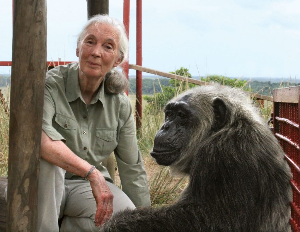 Jane Goodall Chimpanzee Congo Tchimpounga Chimpanzee Rehabilitation 1759389009