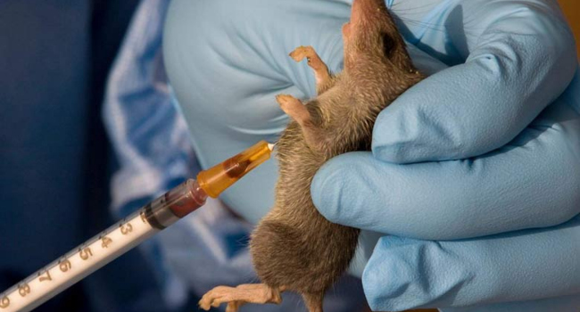 Lassa Fever.photo By Lagosstate.gov .Ng