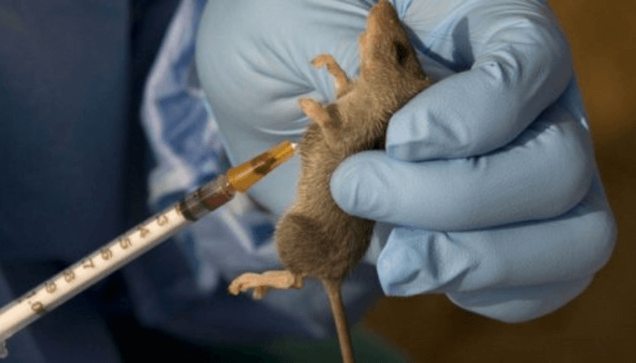 Lassa Fever 1