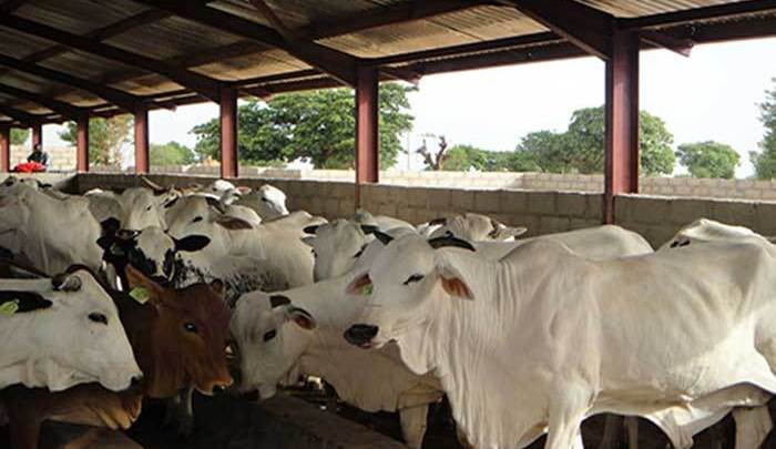 Livestock Farmers Livestock Farmers