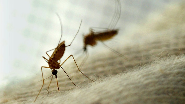 Mosquitoes