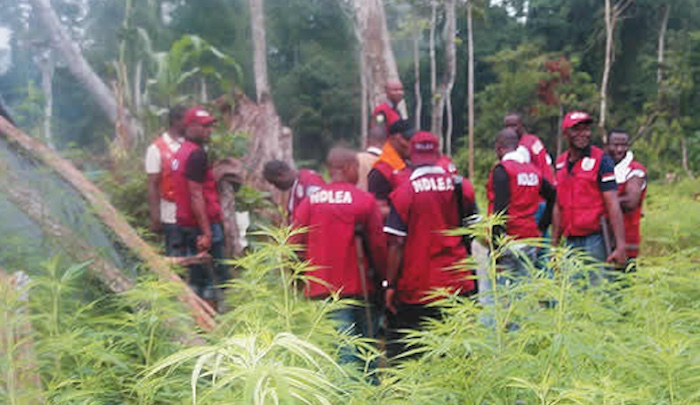 Ndlea Busts Snake Guarded Shrine Loaded With Drugs In Benin City Ndlea Busts Snake Guarded Shrine Loaded With Drugs In Benin City