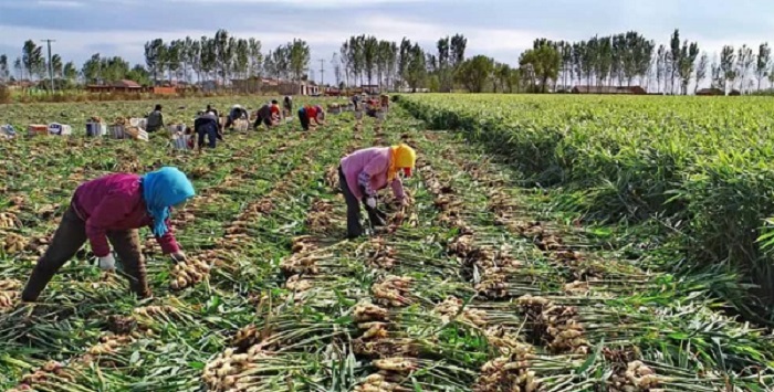 Nigerias 2025 Wet Season Farming