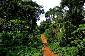 Nigerias Forests 1