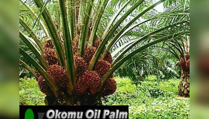 Okomu Oils Winning Streak Continues On Government Policy