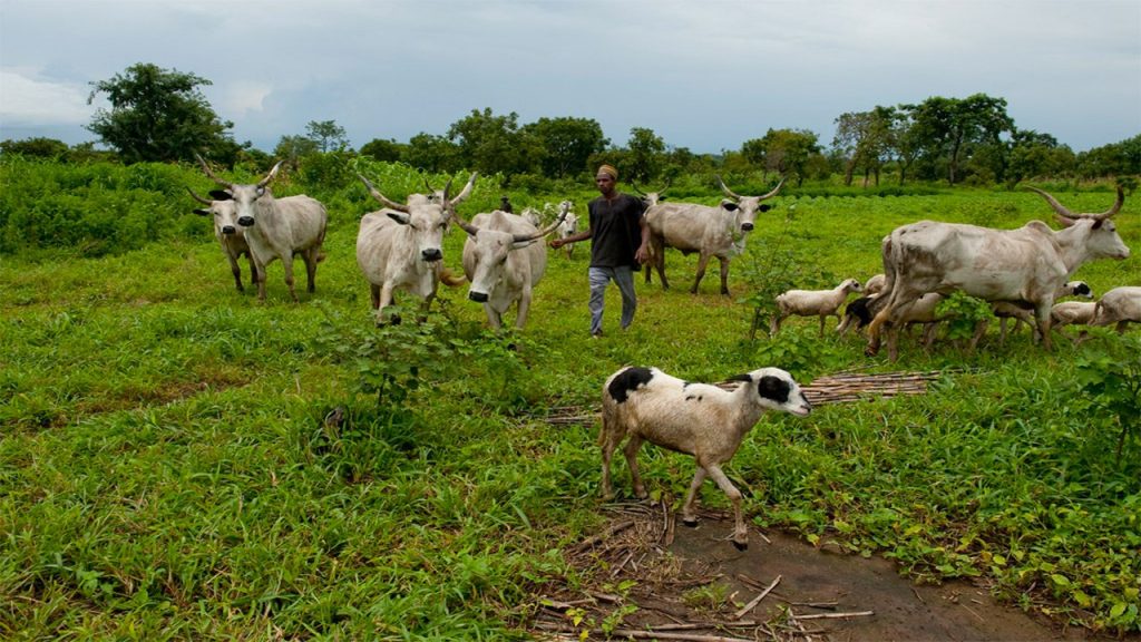Open Grazing Cattle 1759474278