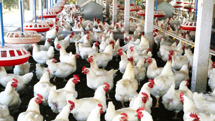 Poultry Market