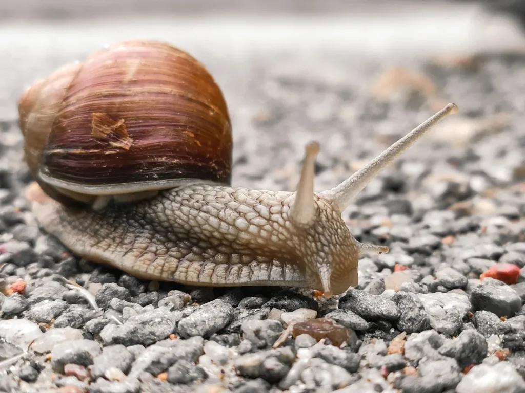 Snails Snails